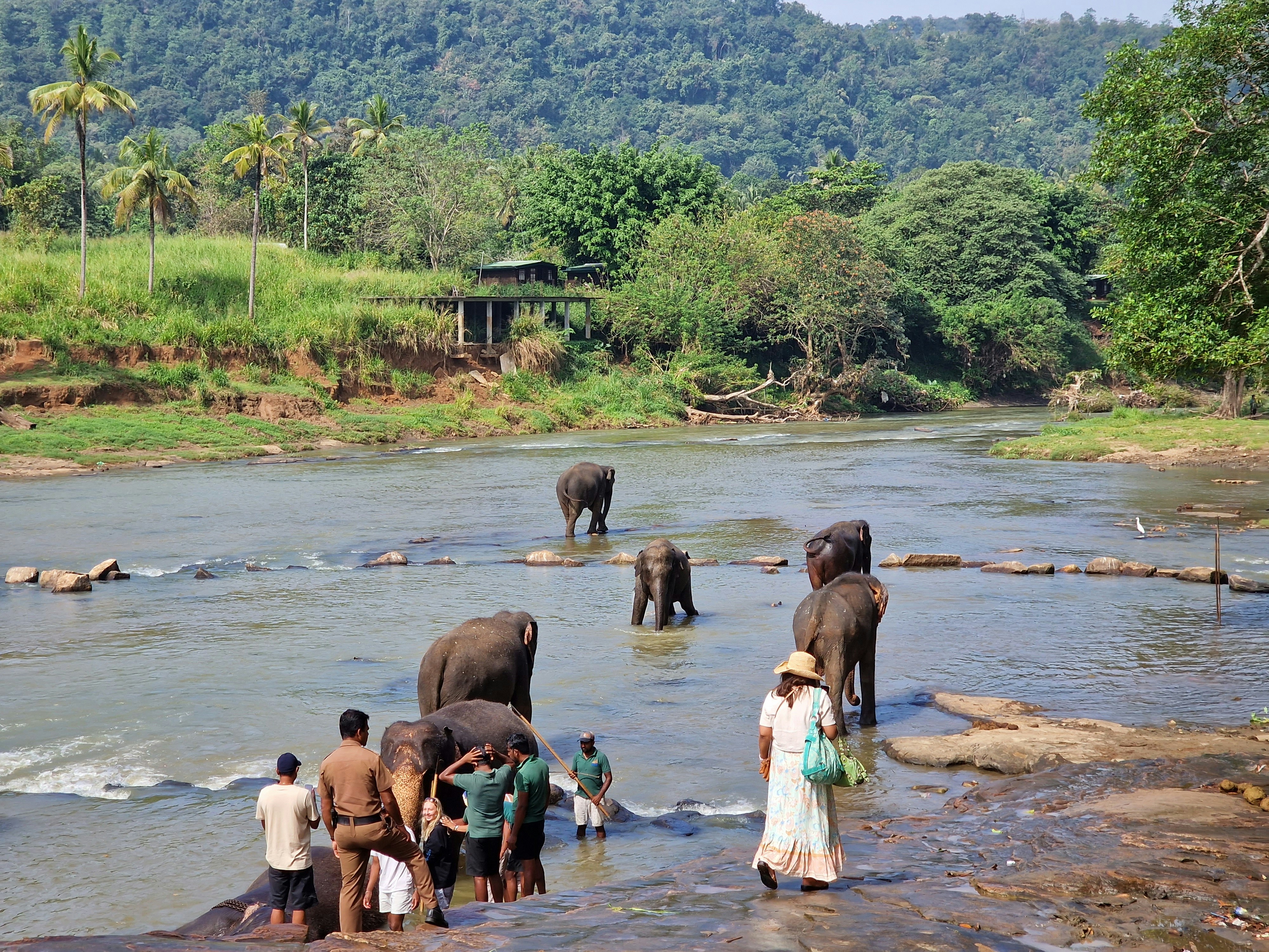 Pinnawala